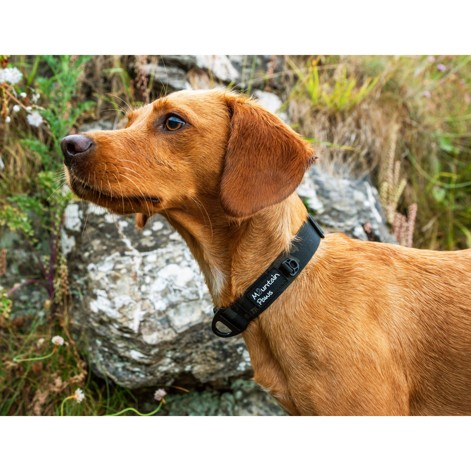 Dog Collar, R742901, 742901 MOUNTAIN PAWS